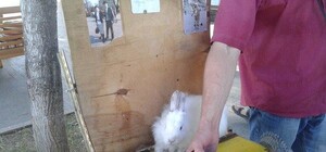 Крокодил с заклеенной пастью и трясущийся кролик: на Дерибасовской задержали живодера-фотографа