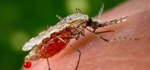 В Харьков завезли тропическую малярию