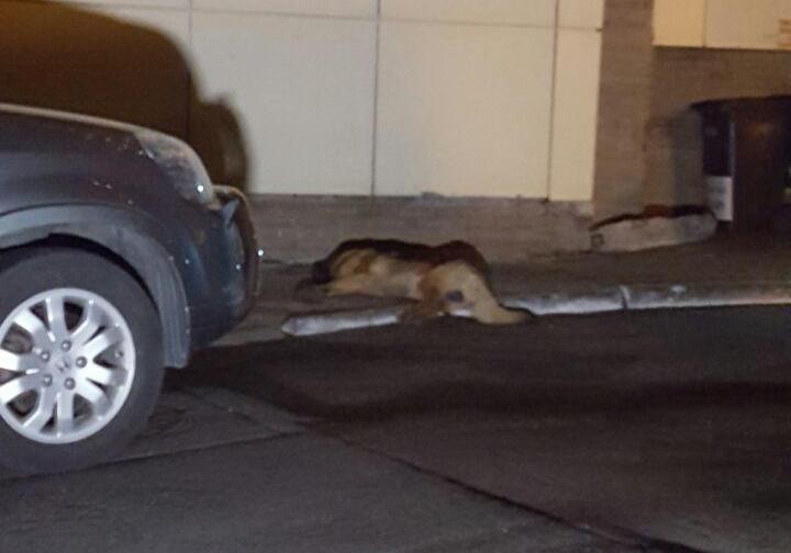 Новость - События - Разыскивают за вознаграждение: ночью в Киеве похитили мужчину и застрелили его собаку