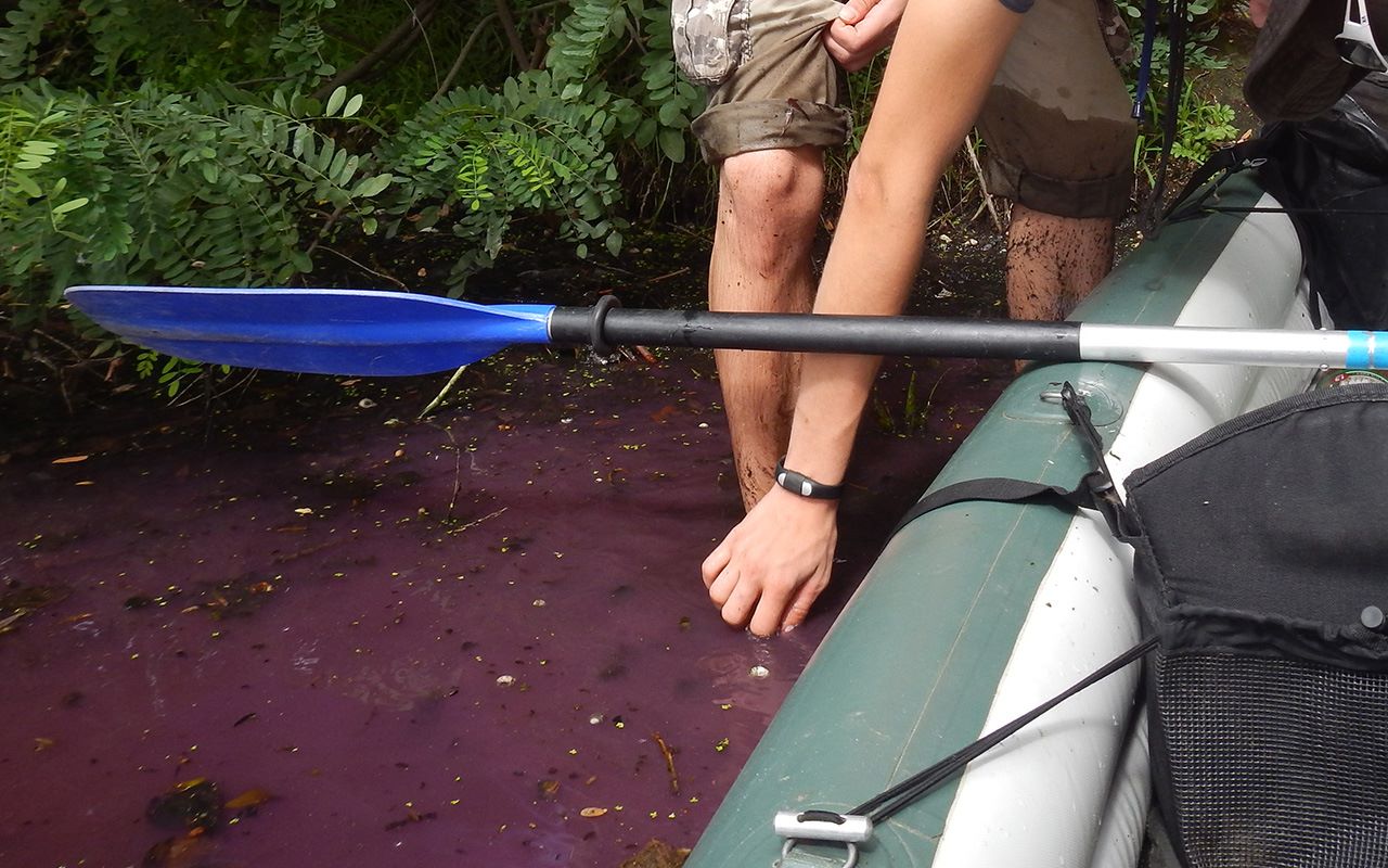 Новость - События - Экологическая катастрофа в Киеве: на Жуковом острове вода окрасилась в фиолетовый цвет