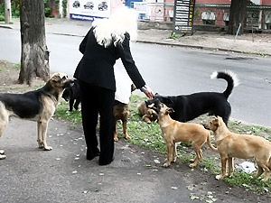 Бездомные животные - одна из проблем больших городов.
Фото с сайта kp.ua