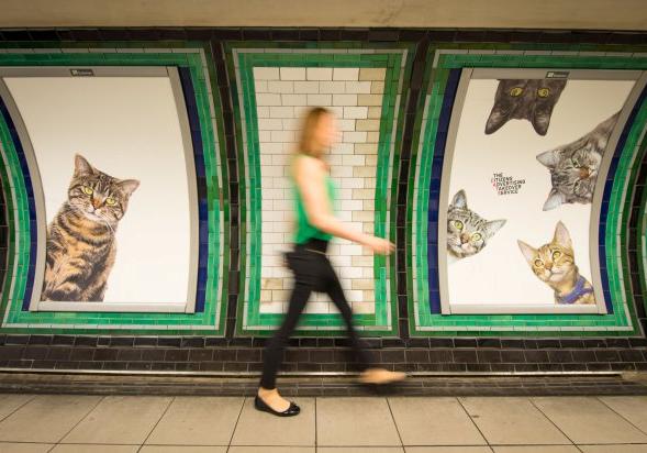 Новость - События - Киев, бери пример: в Лондоне устали от рекламы и заменили ее на фото котиков