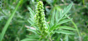 В Харькове стали по-новому бороться с аллерггенной амброзией