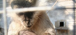 Редкое пополнение: в Одесском зоопарке родились зеленые мартышки