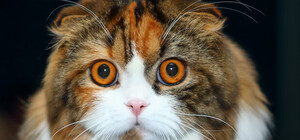 Вислоухие шотландцы и пушистые Мейн-куны: смотри, как прошла выставка кошек в Днепре