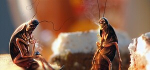 Одесситы жалуются на тараканов в хлебном отделе Сильпо