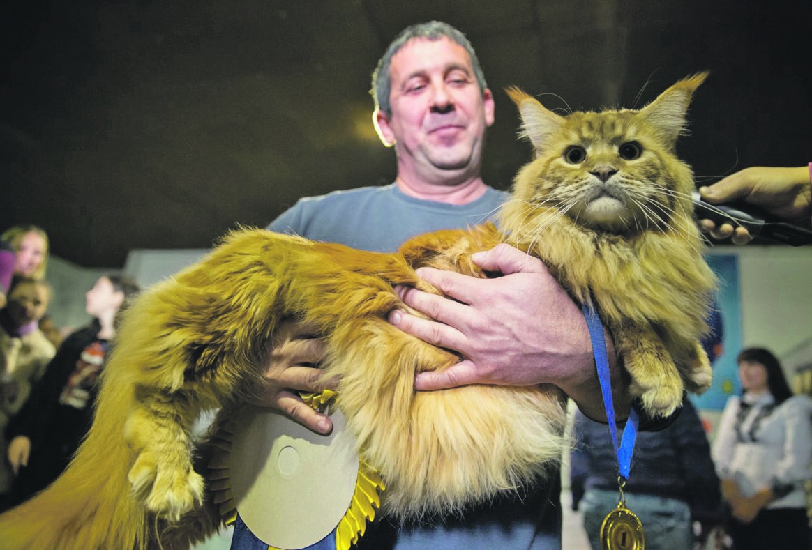 Новость - Досуг и еда - В Киеве выбрали самого большого кота Украины