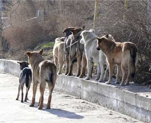Собакам обещают оборудоваь приюты в каждом районе. Фото с сайта: http://5nizza.kharkov.ua/