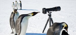 Есть работа: украинская станция в Антарктиде ищет слесаря и медика