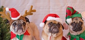 Снеговики победили Миньонов: кем харьковчане будут наряжаться на Новый год