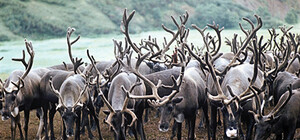 Нелюди: на Львівщині браконьєри розстріляли стадо оленів