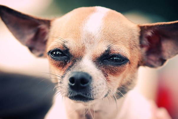Новость - События - Друг или не друг: ученые доказали, что собаки умеют врать