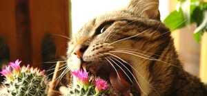 Посмотри на красоту: в Киеве пройдет масштабная выставка кактусов