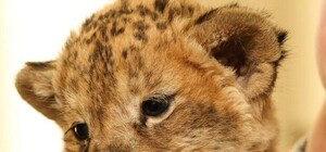 Новый дом: спасенного львенка могут оставить в одесском зоопарке