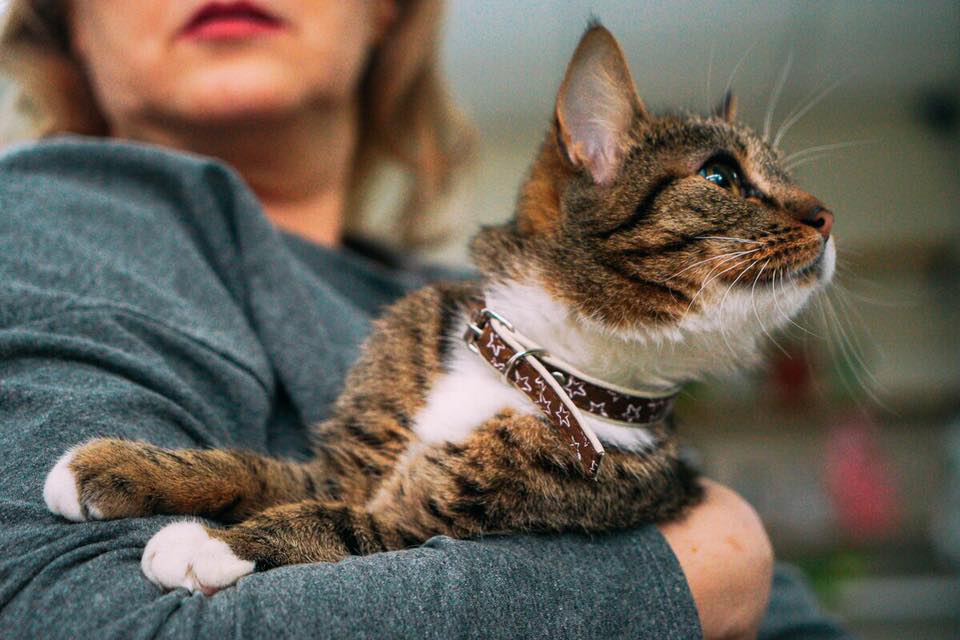 Новость - События - Дом для Молли: активисты ищут хозяина для ласковой кошечки