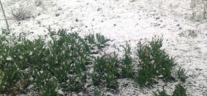 Тюльпаны в снегу: в Лозовой из-за похолодания закрыли школы