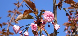 Фотофакт: в Днепровском районе зацвели сакуры