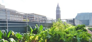 Заведи свой сад: киевлян приглашают разбить огород во дворе ВУЗа