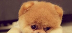 Соцсети возмутило жестокое обращение киевлянина со своей собакой. Что произошло?