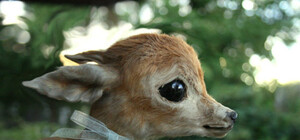 На Петровке машина наехала на оленя