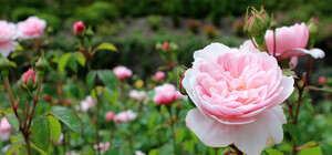 В честь Анны: сквер на Львовской площади засадили уникальными цветами