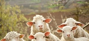 Фотофакт: посетители парка Киото затоптали сад камней