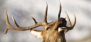 Будь осторожен: на Оболонской набережной бегает раненый лось