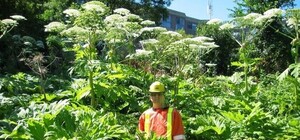 Опровергатор Vgorode: правда ли, что в Голосеевском парке обнаружено ядовитое растение