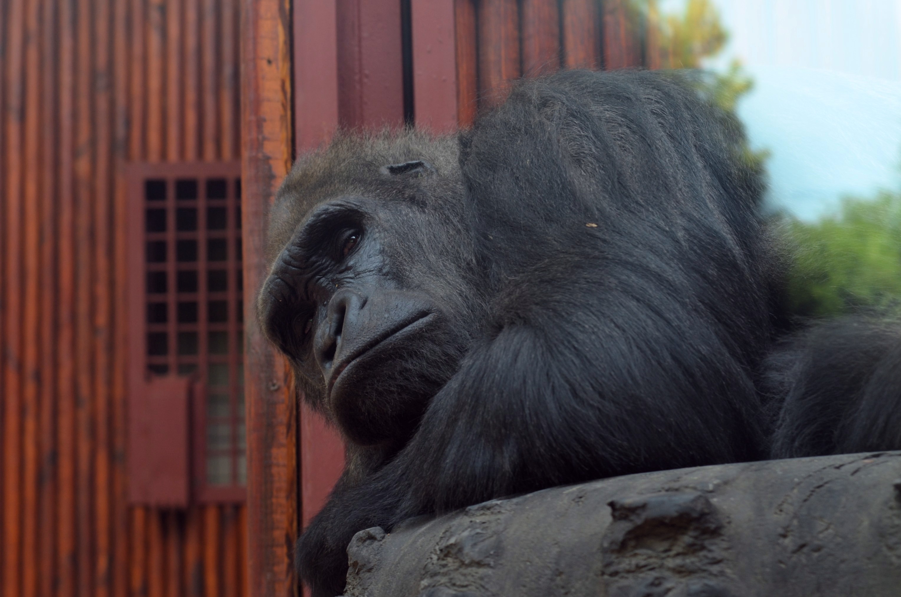 Новость - События - Провели спецоперацию: в зоопарке перенесли гориллу Тони в новый вольер