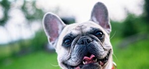 Порадуй любимца: на Харьковском появится первая площадка для выгула собак