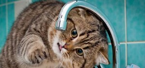 Больше воды: в Бортничах появится новая скважина