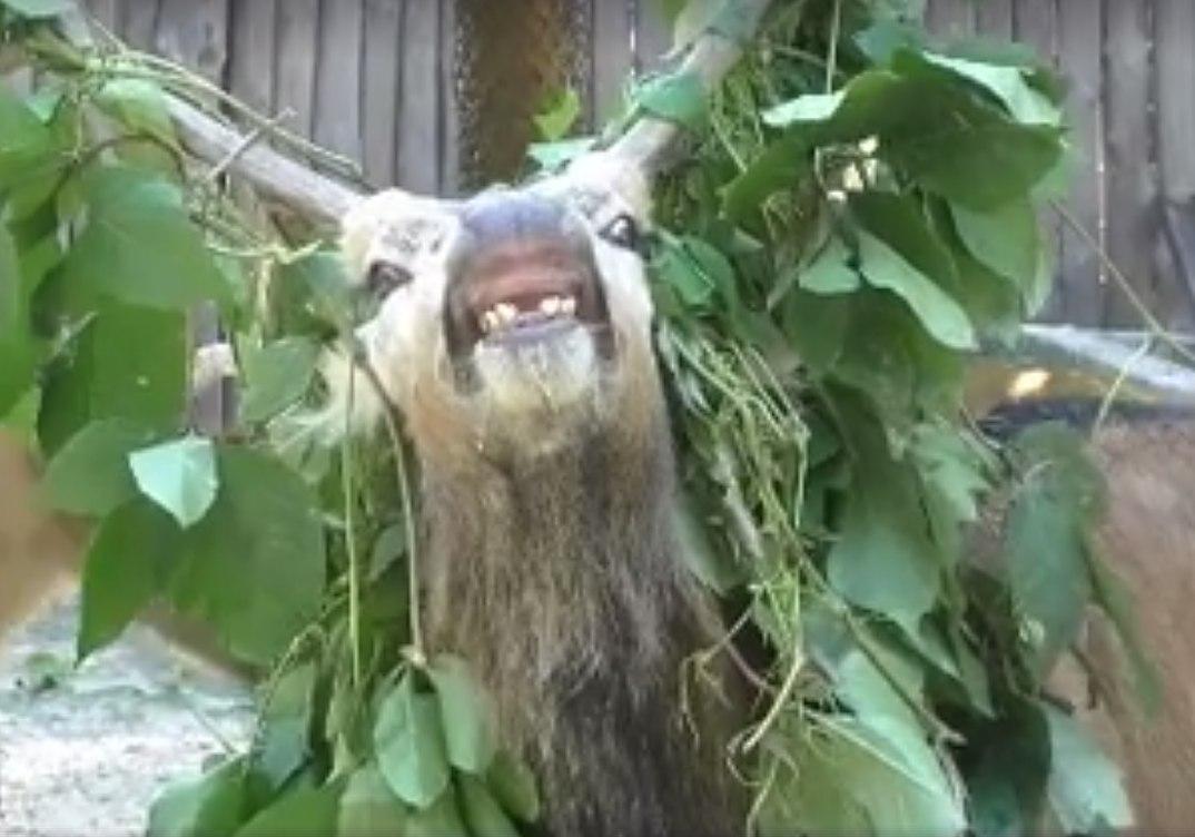 Новость - Досуг и еда - Видеофакт: в зоопарке показали смешные брачные игры оленей