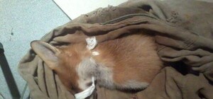 Помогли рыженькой: на ДВРЗ спасли раненную лису