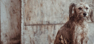 Фотофакт: в Симферополе начали отлов и стерилизацию бездомных собак