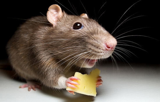 Новость - События - Взяла на пробу: в одном из гипермаркетов столицы в готовых суши заметили мышь