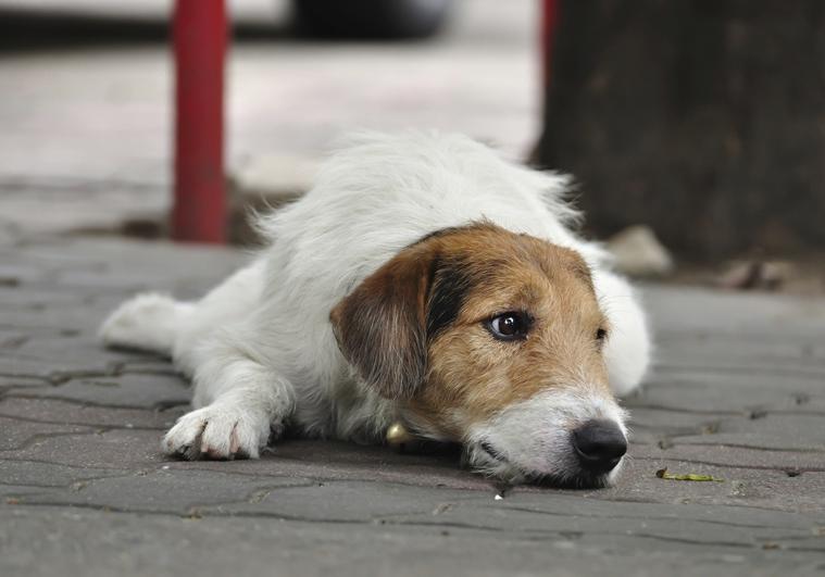 Новость - События - Падай на хвост: киевлян со смартфонами зовут считать бездомных собак