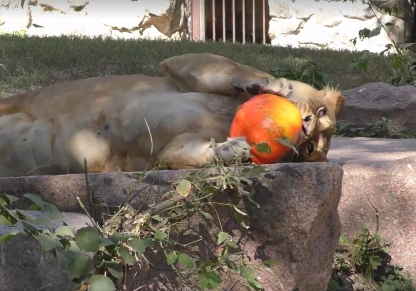 Новость - События - Видео дня: киевский зоопарк показал, как животные радуются угощениям из тыквы
