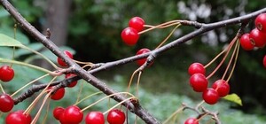 Безкоштовно: Ботанічний сад запрошує львів'ян на День відкритих дверей