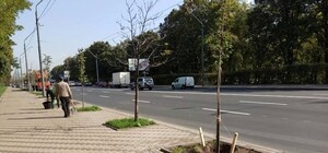 Фотофакт: с высаженных лип на Воздухофлотском забыли убрать ценники