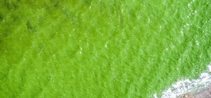 Цветет и пахнет: Киевское море позеленело