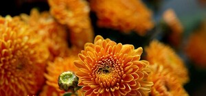 Фотофакт: коммунальщики показали закулисье выставки хризантем