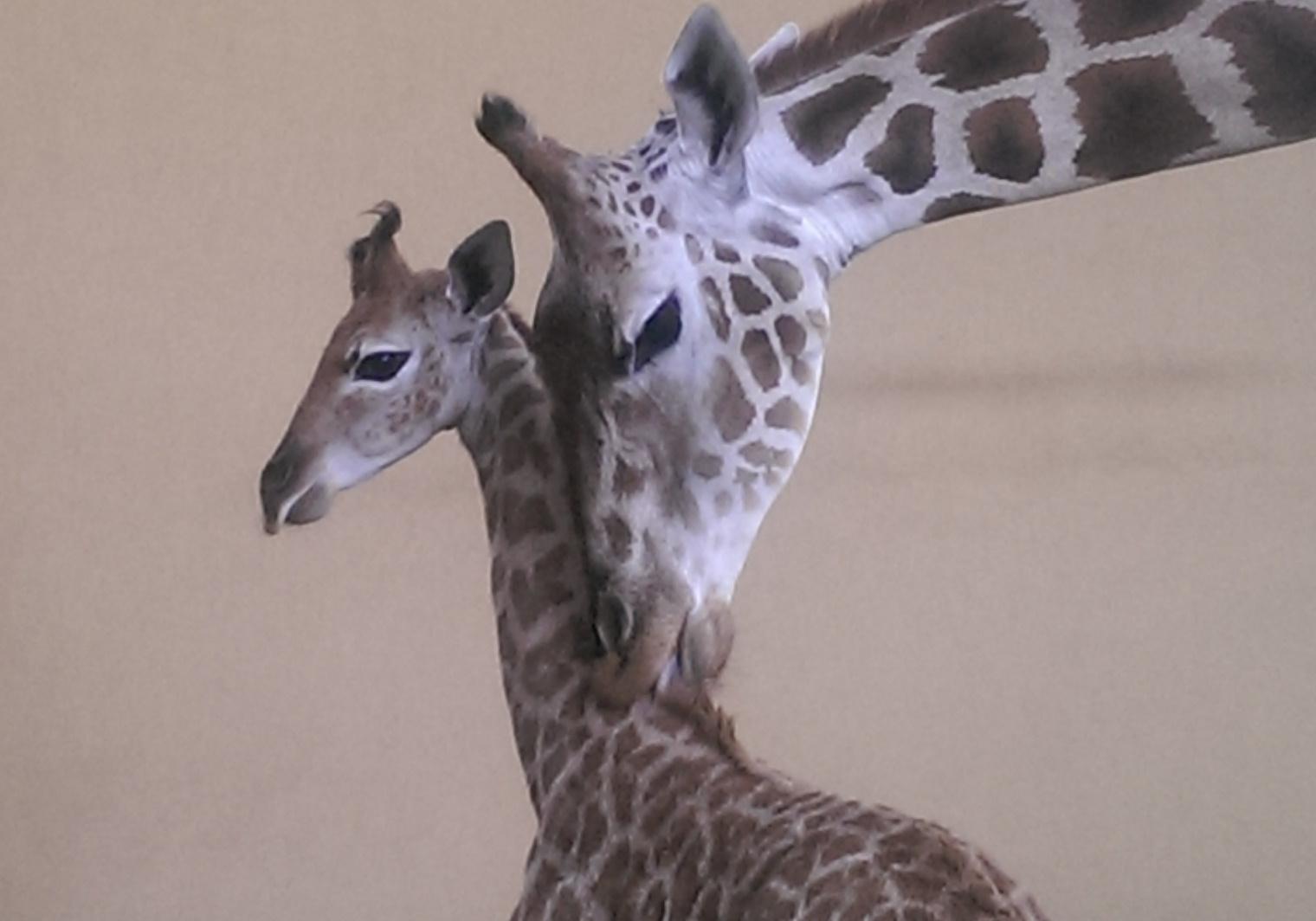 Новость - События - В зоопарке "12 месяцев" родился жираф, которого назвали Вито