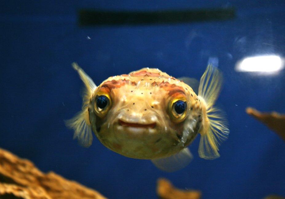 Новость - События - Приходи смотреть: в зоопарке Киева покажут большую выставку рыб
