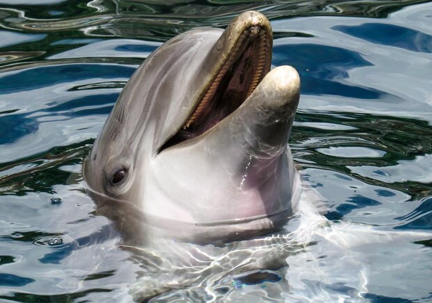 Новость - События - Конец шоу: дельфинарий "Немо" закрылся