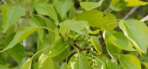 Плановое озеленение: в Киеве высадили тополя, которые не вызывают аллергию