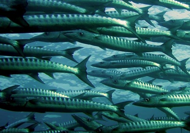 Новость - События - Больше живности: в Днепр выпустят 4 тонны молодой рыбы