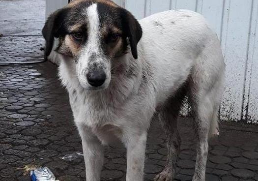 Новость - События - Помоги Хатико: умная собака, у которой умер хозяин, ищет новый дом