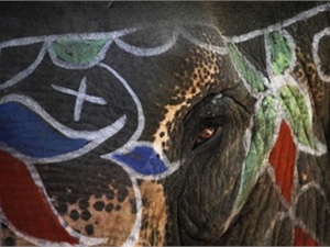 Слона Киевскому зоопарку подарят.
Фото  АР