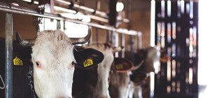 В Запорожской области от бешенства умирают коровы