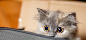 Что это было: в Коммунарском районе слышали взрывы